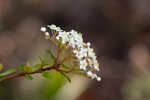 Small-leaf arrowwood